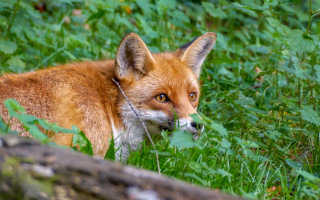 Sad fox in grass outdoors - a fox free wallpaper for desktop