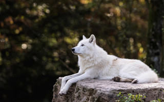 White wolf rock forest bokeh - the background and a forest in the background free wallpaper