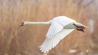 White swan flying dry grass - brown free wallpaper