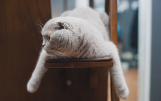 Cat chair carlos catasse animal - the camera man free wallpaper