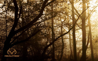 Forest sunshine autumn baretrees cherryblossoms - atmospheric free wallpaper