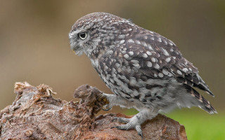 Small owl on stump surreal - a tree stump free wallpaper