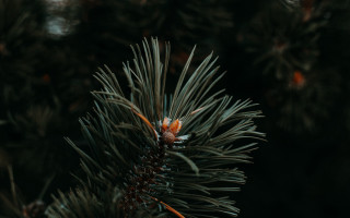 Pine tree berry forest shallow - a pine tree free wallpaper