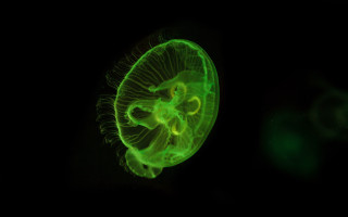 Green jellyfish bioluminescence hologram planet - a green glow free wallpaper