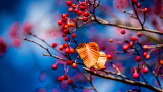 Leaf berries branch sky macro - berry free wallpaper
