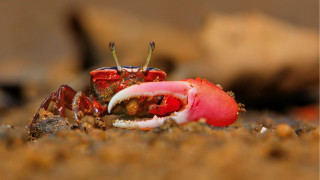 Crab eating fruit macro surrealism - a piece of fruit free wallpaper