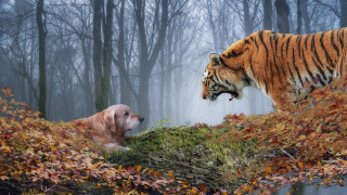 Tiger dog forest autumn leaves - the ground and trees free wallpaper