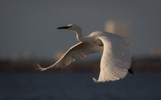 White bird over water city - a white bird free wallpaper