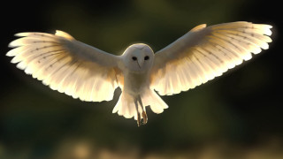 White dove wings backlit fantasy - fantasy art free wallpaper
