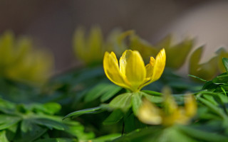 Yellow flower macro bokeh green - green leaf and grass free wallpaper