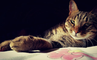 Cat paw pillow bed black - the pillow free wallpaper