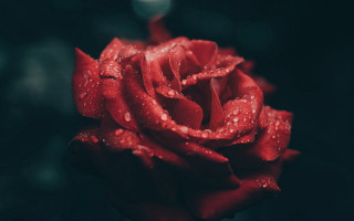 Red rose water droplets dark 2 - a light reflection free wallpaper for desktop