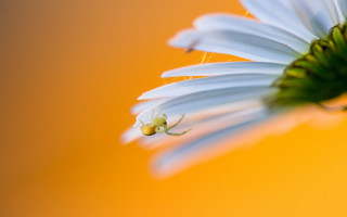White flower green center yellow - a spider free wallpaper