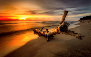 Tree branch beach sunset reflection 2 - the background and the water free wallpaper