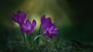 Purple flower butterfly green field - over them free wallpaper