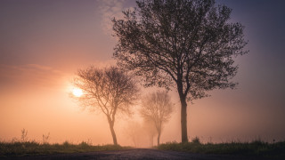 Foggy road trees bench sunset - the fog free wallpaper