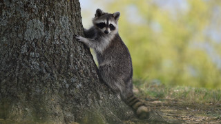 Raccoon climbing tree hug outdoors - darrell riche free wallpaper