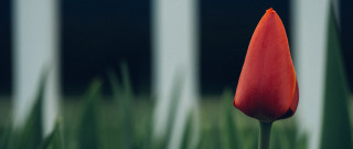 Red flower foreground blurry grass - dirck van der lisse free wallpaper