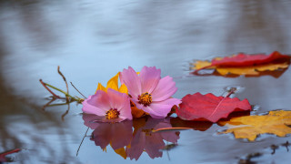Flowers water reflection autumn impressionist - the water together free wallpaper
