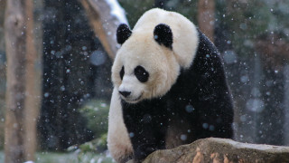 Panda snow forest tree rock - a panda bear free wallpaper for desktop