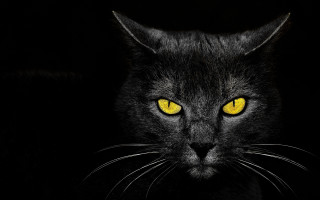 Black cat yellow eyes gothic 21 - a black cat free wallpaper