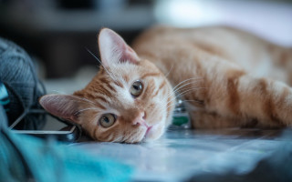 Cat yarn shiba inu blurry - postminimalism free wallpaper for desktop