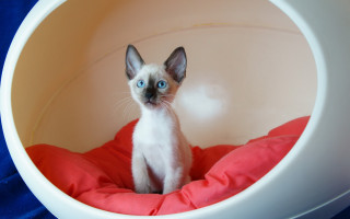 Small cat white bowl red - a blue blanket free wallpaper