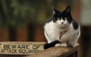 Black white cat fence post - institutional free wallpaper