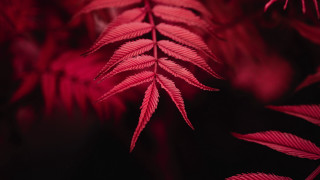 Red plant leaves macro blurry 2 - stem free wallpaper for desktop