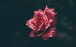 Red rose water droplets neo 2 - green background free wallpaper