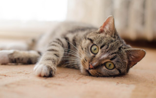 Sad cat laying on beach - a sad look free wallpaper