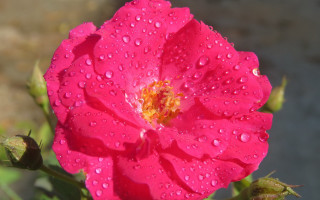 Pink flower water droplets sidewalk - petal free wallpaper