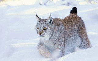 Lynx walking snow woods winter - winter time free wallpaper