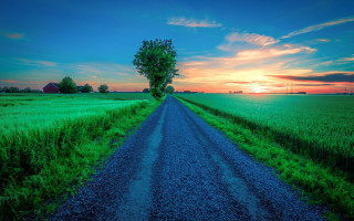 Dirt road field tree sunset - a dirt road in a field free wallpaper