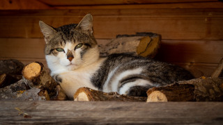 Sad cat in woodpile carlos - its face free wallpaper