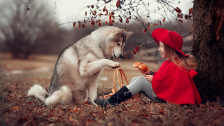 Girl dog tree autumn leaves - little free wallpaper