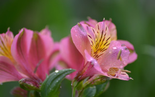 Pink flower water droplets macro 23 - derek chittock free wallpaper
