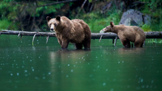 Bears walking water log trees - in the water free wallpaper
