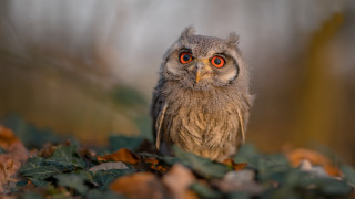 Small owl orange eyes sitting - orange eye free wallpaper