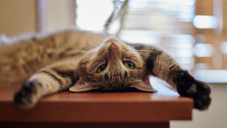 Cat laying on back blurry - the table top free wallpaper