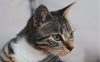 Cat green eyes looking at - a blurry background of the image free wallpaper