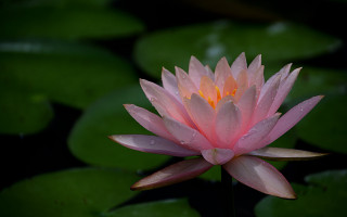 Pink flower water droplets lily - a pond of water lilies free wallpaper