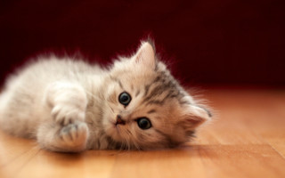 Kitten curious wooden floor superflat - curious free wallpaper