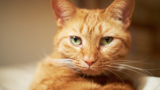 Cat green eyes closeup tiltshift - green eye free wallpaper