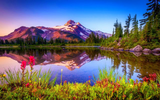 Mountain lake reflection flowers forest - a pink flower in the foreground free wallpaper