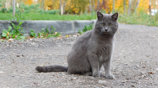 Gray cat park road bushes - the background and grass free wallpaper