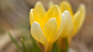 Yellow flowers closeup green stems 2 - green stem and leaves free wallpaper
