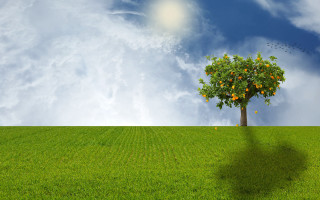 Tree orange fruit field sky - photorealistic imagery free wallpaper for desktop