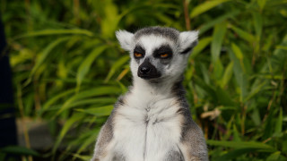 Lemur bush blurry background animal - corneille free wallpaper