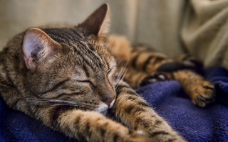 Cat blurry blue couch pillow - a blue blanket free wallpaper